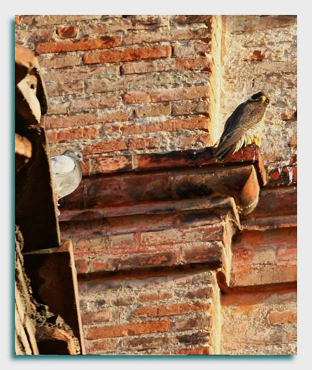 Avifauna humor